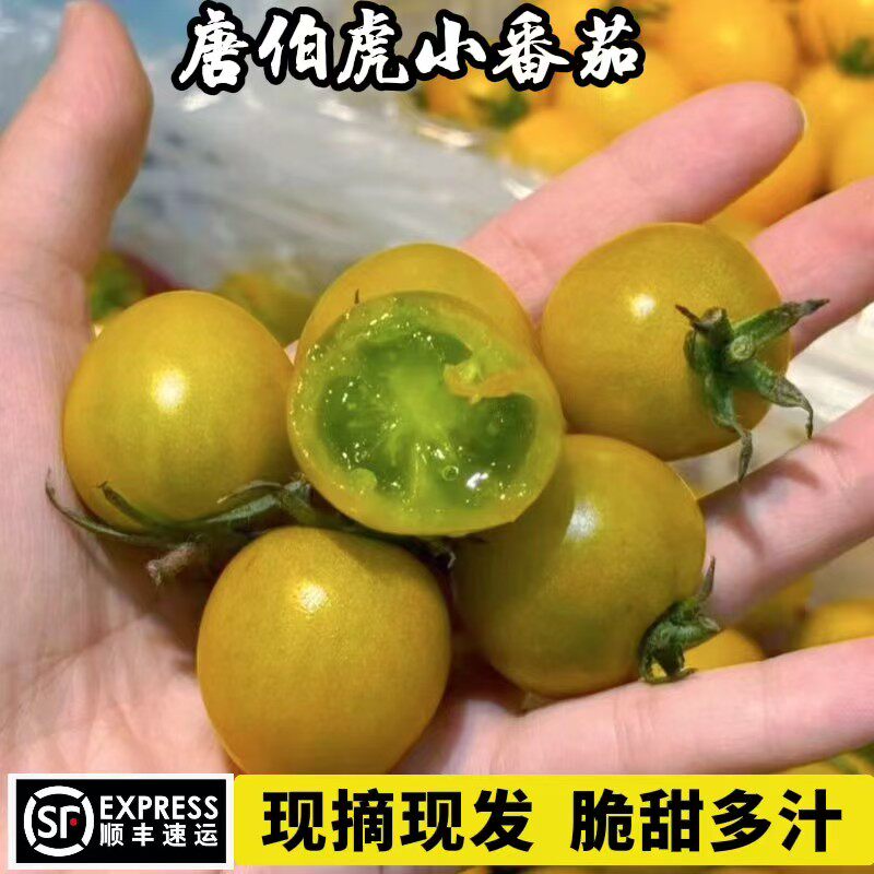 糖珀虎小番茄山东寿光新品绿黄色圣女果西红柿脆甜高糖小番茄现摘