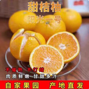 现摘甜桔柚阳光一号甜柚现摘现发老树柚高山甜心柚手剥柚礼盒包邮