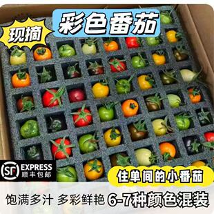 山东寿光七彩小番茄新鲜现摘斑斓圣女果七彩七色小柿子顺丰千禧果