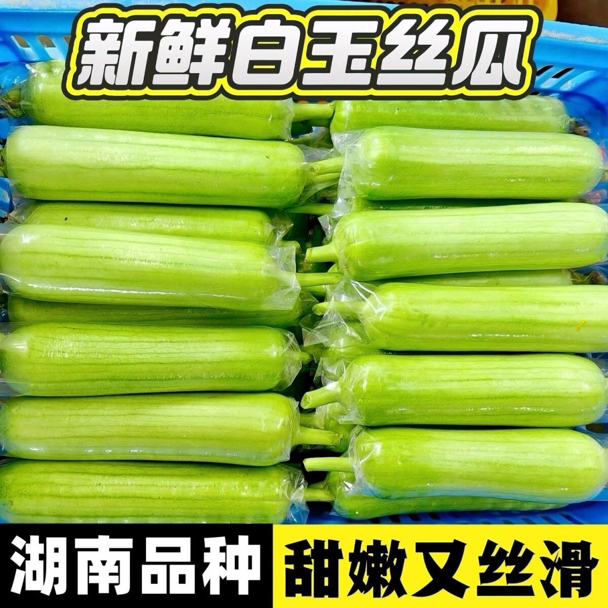 正宗湖南白玉丝瓜新鲜现摘短棒本地奶油肉老品种丝瓜当季农家蔬菜