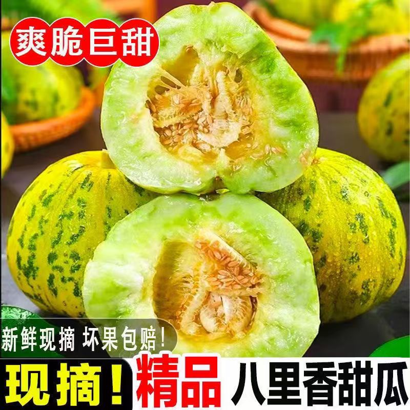 八里香现摘老品种脆甜瓜图片