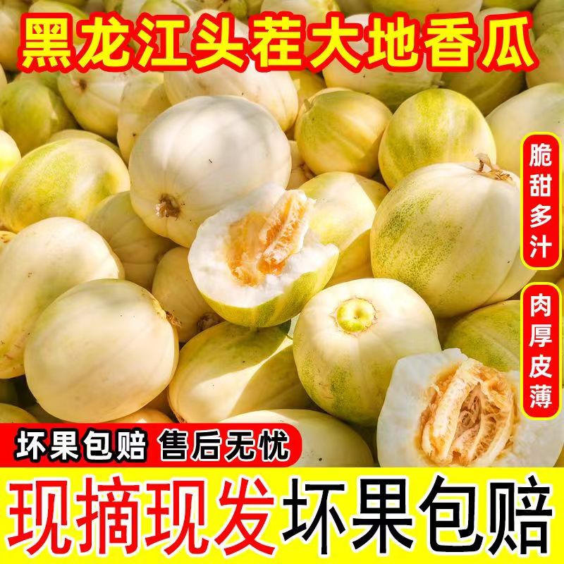 2025新货东北大地香瓜脆甜多汁