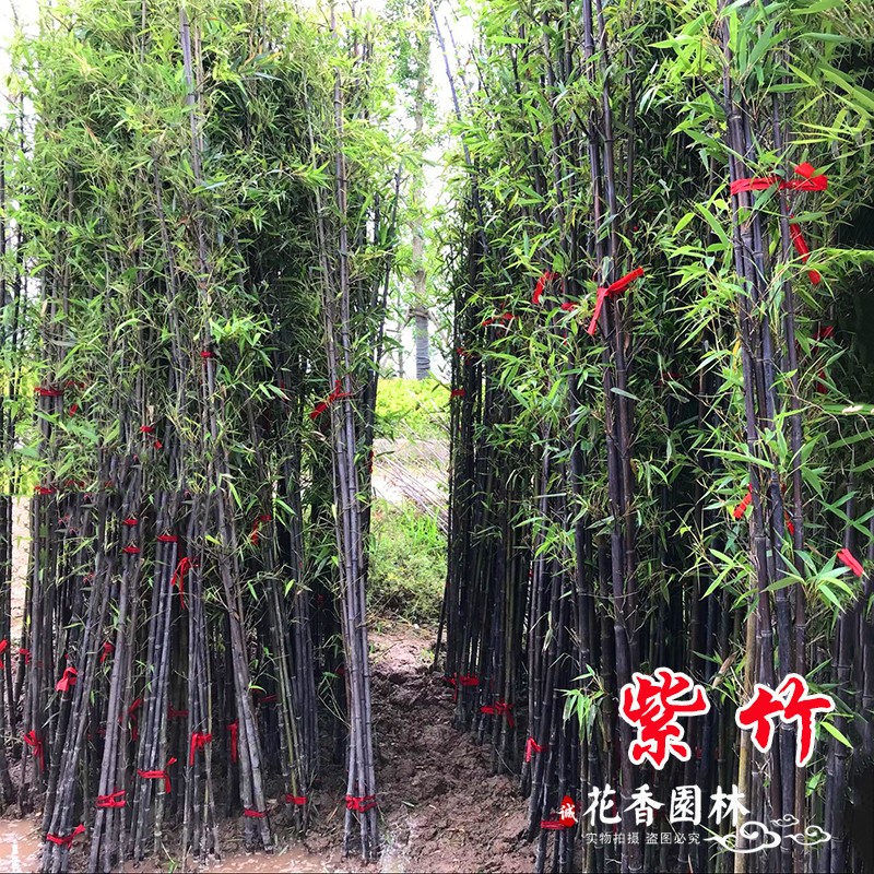 黑竹子庭院四季矮化风水紫竹带根室E内墨竹盆景户外盆栽紫竹苗植