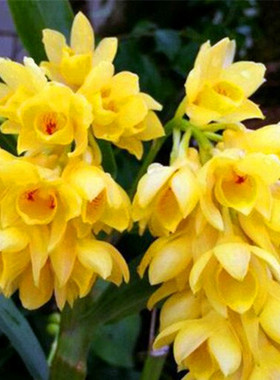 稀有 具槽石斛 金黄色花 特别好看 洋G兰花卉绿植盆栽 盆景 球形