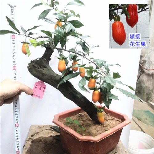 金弹子c盆景 小老桩盆栽 观叶母F桩结果 阳台庭院带果树桩熟桩