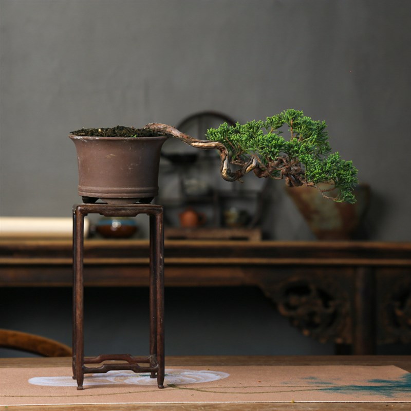 文人济州真柏单杆老桩造型盆景四季常青室内阳台庭U院中式盆栽植