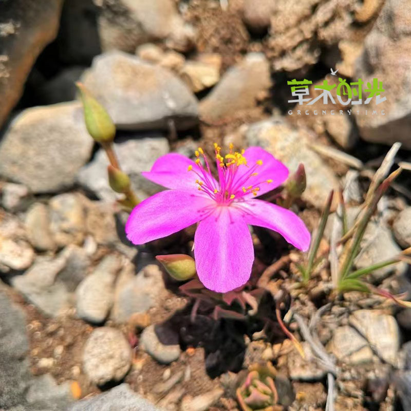 格拉哈米柯氏马j齿藤稀有块根多肉植物夏季开花阳台庭院耐热花卉,鲜花速递/花卉仿真/绿植园艺,多肉植物,淘宝优惠券,粉丝福利购,淘宝优惠卷