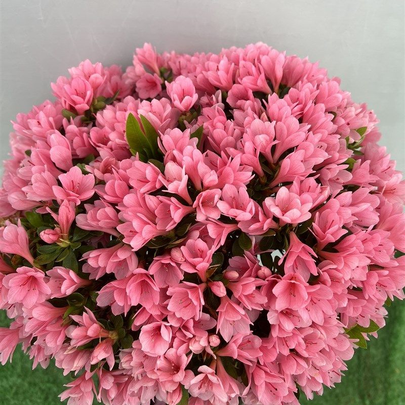 腊皮杜鹃耐寒好养k多年生木本花卉美观新款阳台庭院楼顶花园植物,鲜花速递/花卉仿真/绿植园艺,绣球/木绣球/木本植物,淘宝优惠券,粉丝福利购,淘宝优惠卷