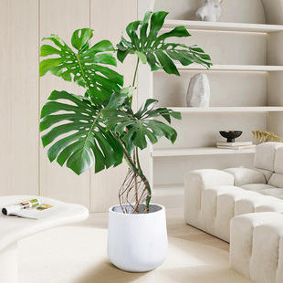 龟背竹老桩大型造型盆栽室内客厅植物四季好N养仙洞大叶吸甲醛绿