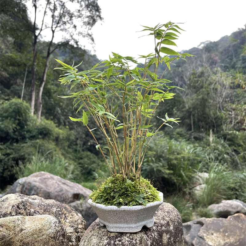 红观音竹米竹苗j盆栽微型盆景观赏竹庭院阳台室内四季长青实心红