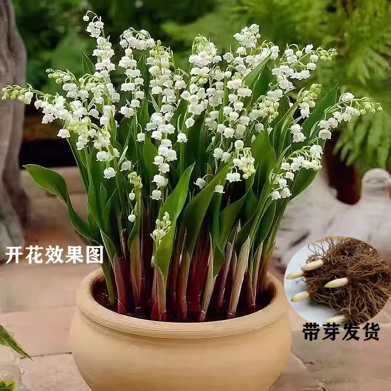 铃兰花苗带芽带根盆栽植物种球进口耐寒室内外花卉绿植四季开玲