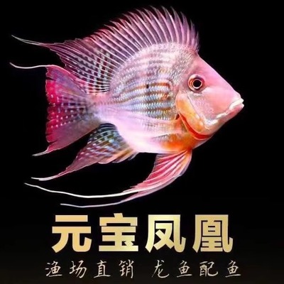 龙鱼配鱼关刀鱼元宝凤凰活鱼观赏鱼白子关刀飞凤三间鼠配鱼