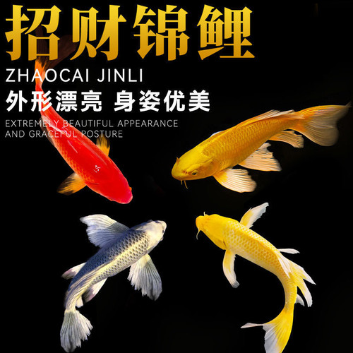 纯种日本锦鲤活体观赏鱼好养