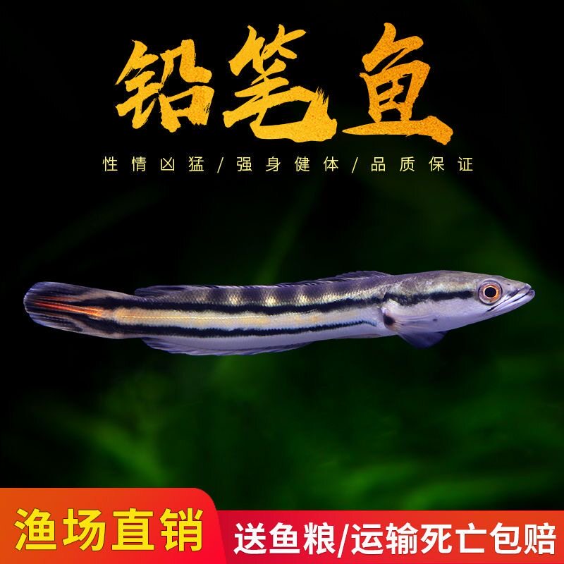 铅笔鱼七彩雷龙鱼淡水热带观赏鱼凶猛中小型鱼活体恐龙鱼