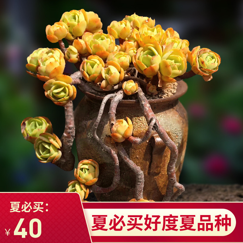 鸡蛋碧桃桃花石多肉植物一物一拍老桩精品露养天台向阳派