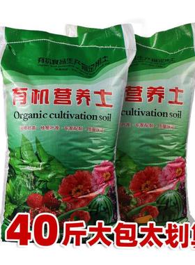 Flowers potted orchids money plant a garden soil nutrient