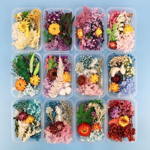 200pc Real Dried Flowers For  Art Craft Epoxy Resin Candl