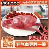 鸽子新鲜现杀闷杀不放血农家散养鸽子肉炖煲汤乳鸽生鲜现杀老鸽子