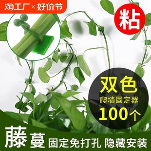 绿萝爬墙神器植物藤蔓固定器绿植攀爬夹子壁挂挂钩爬藤杆上墙卡扣