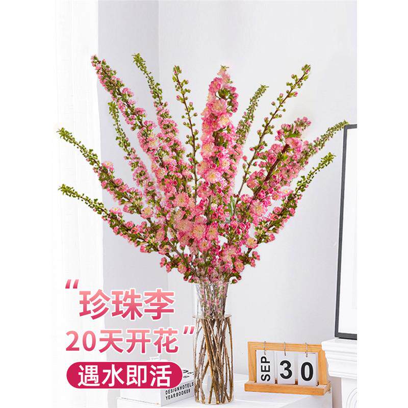 鲜花珍珠李树雪柳鲜枝水培植物桃花卉室内家用插花水养干枝花