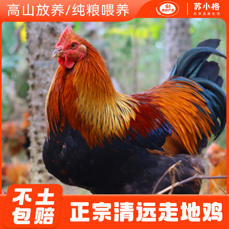 清远阉鸡太监鸡农村土鸡公鸡大扇鸡农家散养月子鸡新鲜现杀走地鸡