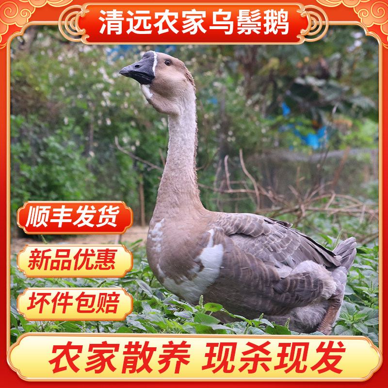 【主播推荐】广东黑棕鹅乌鬃鹅新鲜大鹅整只老鹅农家散养马岗鹅