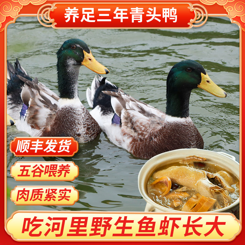 正宗农家散养青头鸭土鸭足3年老鸭整只新鲜现杀水鸭麻鸭公母鸭子