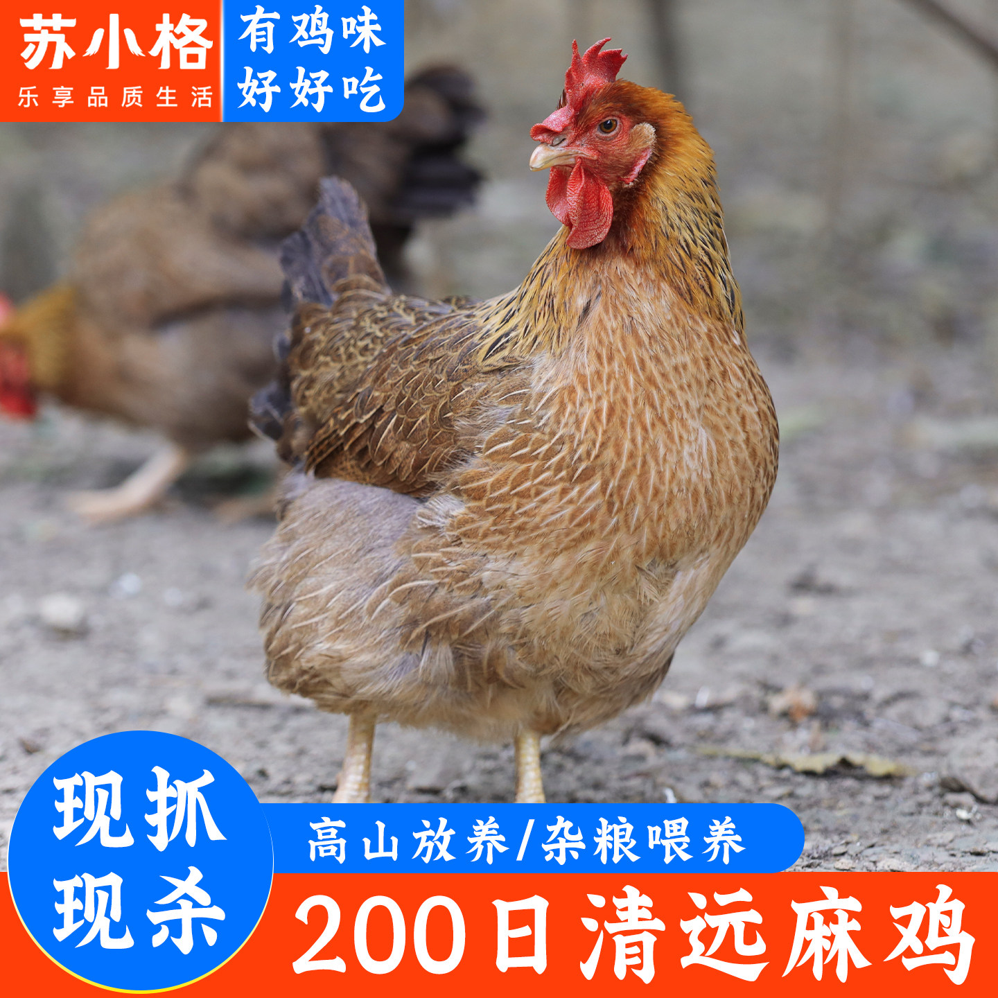 清远麻鸡土鸡农家散养走地鸡黄油老母鸡火锅椰子鸡新鲜现杀白切鸡,水产肉类/新鲜蔬果/熟食,整鸡/整鸡制品,淘宝优惠券,粉丝福利购,淘宝优惠卷