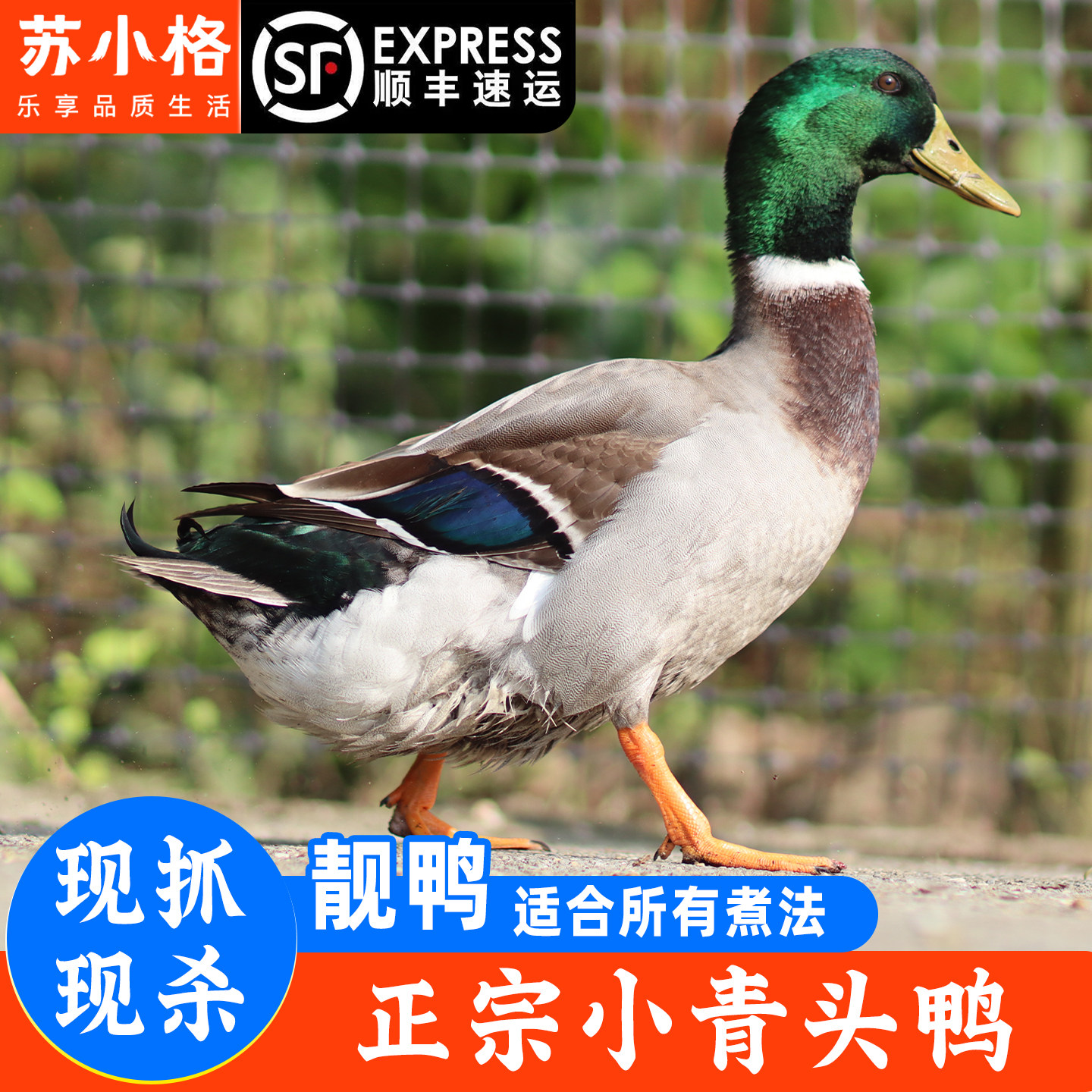 正宗农家散养青头鸭土鸭老鸭整只新鲜现杀现发水鸭麻鸭绿头野鸭子