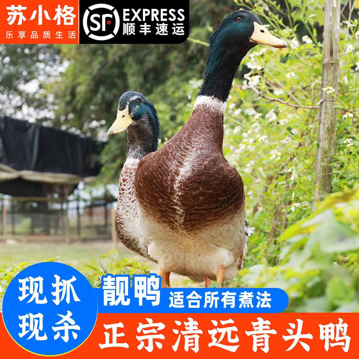 正宗农家散养青头鸭土鸭3年老鸭整只新鲜现杀水鸭麻鸭绿头野鸭子