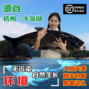 杭州千岛湖水域生态胖头鱼大头鱼鳙鱼花莲顺丰包邮鲜活鱼包活到家