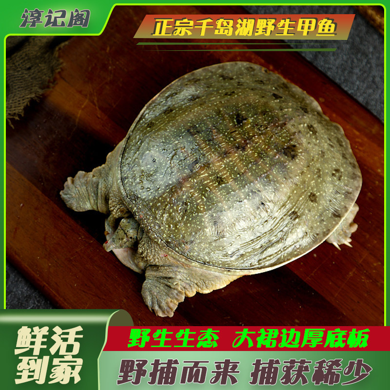 整只千岛湖鲜活甲鱼生态