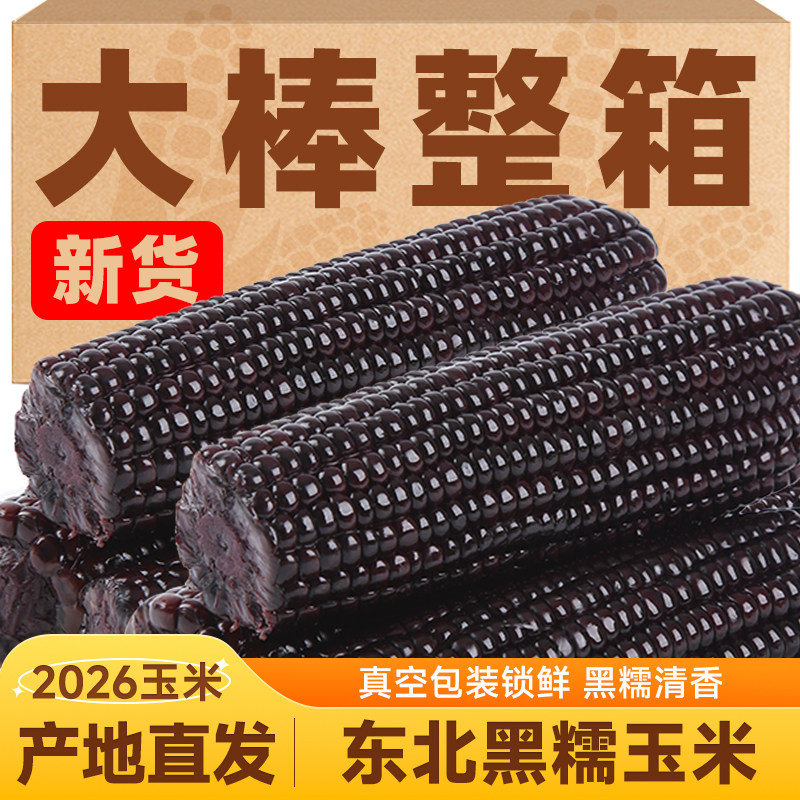 2026新玉米东北黑糯玉米新鲜头茬
