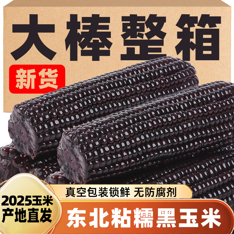 东北黑糯玉米糯甜粘苞米产地直发