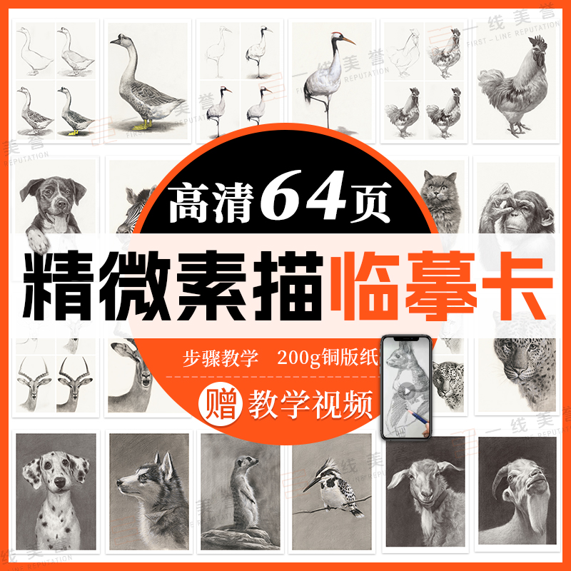 精微动物素描临摹卡 从结构到完整作品临摹美术绘画兴趣学基础入门到精通创意范本教材