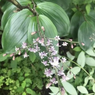 中草药材农产品加工设备观赏药用野生大叶仙茅苗盆栽庭院鹿药