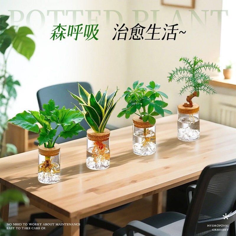 桌面水培植物绿植轻奢高级感室内好养铂I金钻春羽小盆栽办公室客