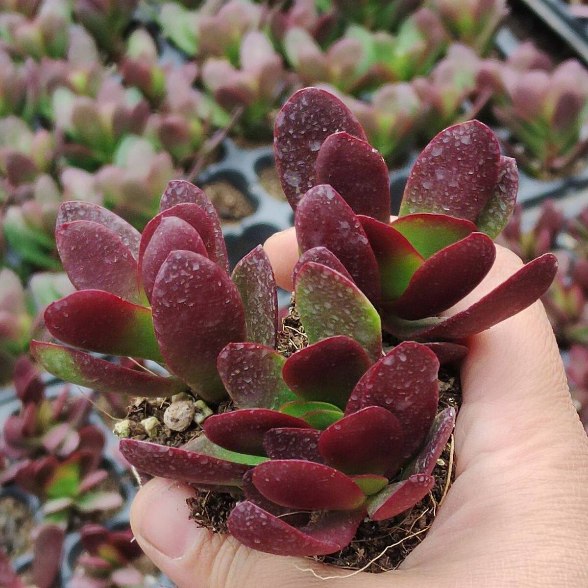 紫蝶多肉盆栽植物阳台好养创意防多肉植物