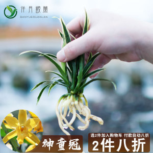 兰花矮种盆栽植物名贵Z品种兰草花花卉神童金边冠兰花苗带花苞盆