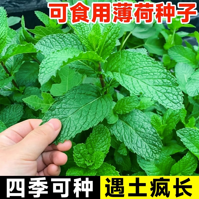 可食用薄荷种籽子室内室外盆栽留兰香播猫薄荷四季柠檬种苗花种子
