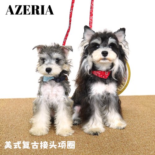 AZERIA狗狗项圈定制防丢铭牌