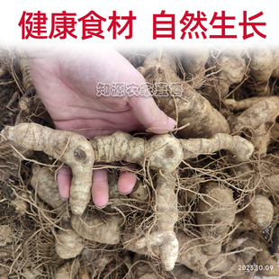正品野黄精鸡头参生老虎姜滇黄精新鲜中药材现挖食用官方旗舰店