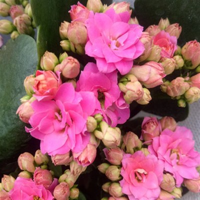 七彩重瓣宫灯长寿花苗盆栽倒挂金钟灯笼四季开P花卉绿植室内好养