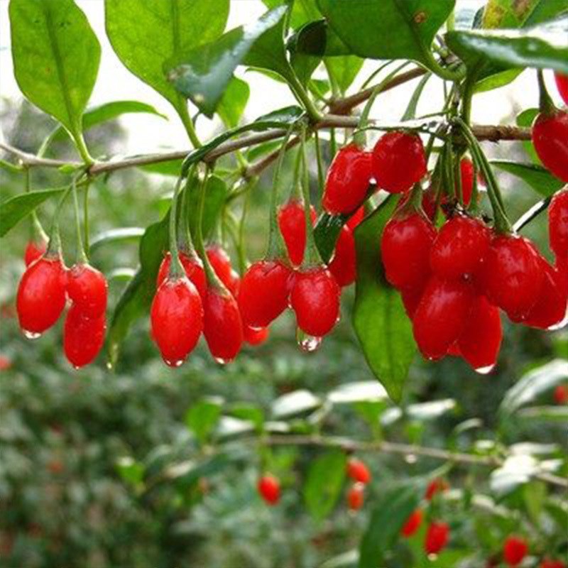 枸杞苗树盆栽地栽南北方四季种y植当年结果枸杞食用宁夏黑红枸杞