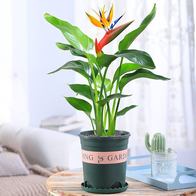 天堂鸟鹤望兰苗室内大型绿色植物带花苞四季常青客厅绿植花卉盆栽