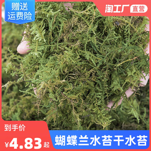 蝴蝶兰水苔干水苔兰花专用营养土苔藓石斛食虫植物乌龟冬眠通用