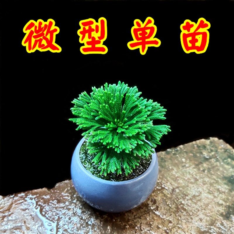微型小叶还魂草盆景盆栽庭院假山办公室内桌面绿色卷柏非多肉植物