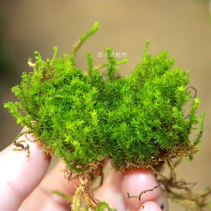 苔藓系列热带雨林缸造景水陆缸微景观盆栽铺面室内常青生态瓶植物