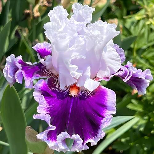 进口鸢尾种球多年生德国鸢尾花苗耐旱寒阳台盆栽庭院地栽花卉植物