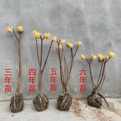 结香花苗梦花树苗金腰带打结花梦冬花浓香花卉庭院植物盆栽绿化苗